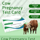 Carte de test rapide de grossesse précoce de vache fournisseur