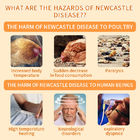 Carte de test rapide des anticorps contre le virus de la maladie de Newcastle chez le poulet fournisseur